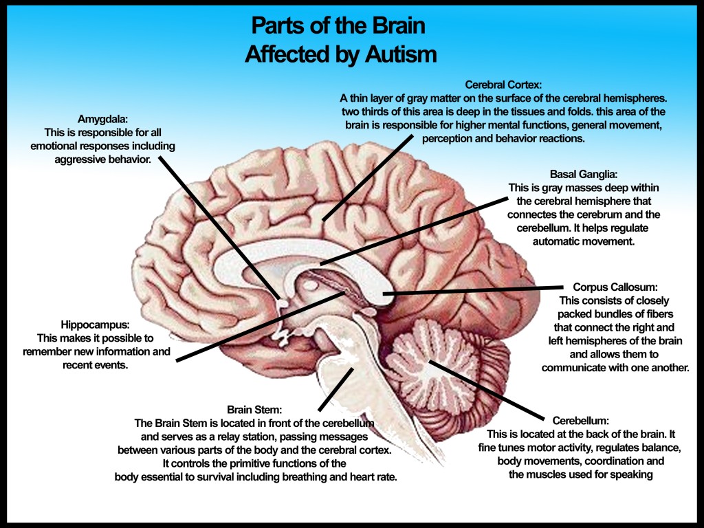 Parts of the Brain Affected by Autism